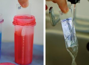 Figure 4. The staining process typically involves fixing the slide, staining, counterstaining and rinsing off the excess.