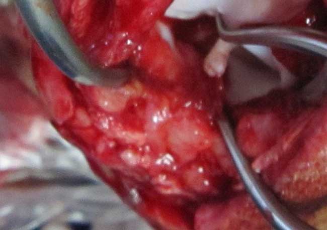 Is cranial cruciate ligament surgery always necessary?