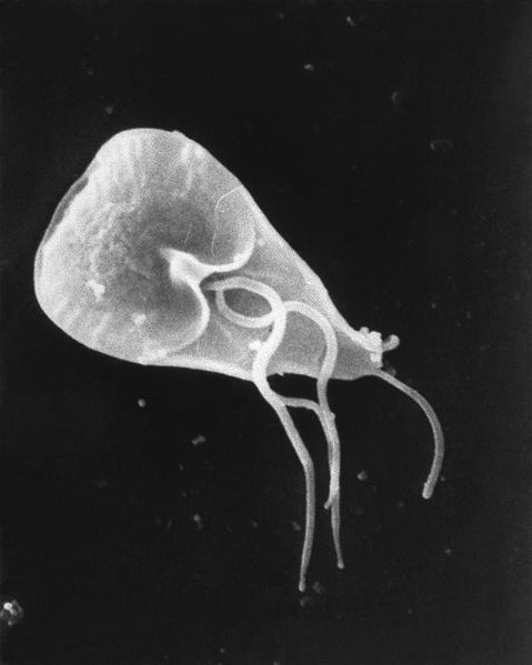 Giardia in cats