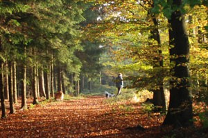 Harvest mites and Seasonal Canine Illness