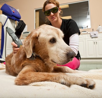 Low-level laser therapy for dogs