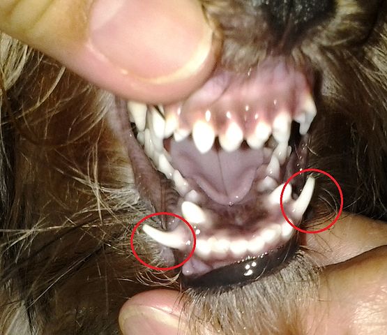 When to extract retained deciduous teeth