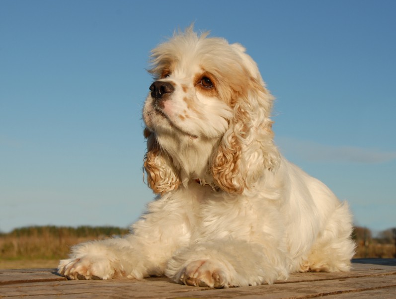 Taurine and carnitine-responsive DCM in cocker spaniels