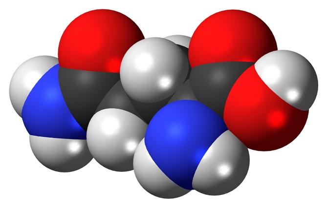 Glutamine shortens the time of postoperative ileus