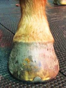 Figure 1a. Forelimb foot asymmetry.