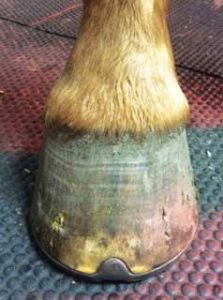 Figure 1b. Forelimb foot asymmetry.