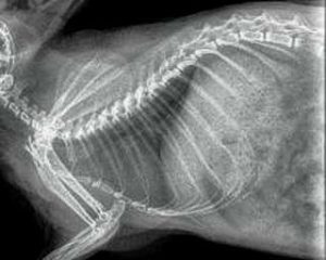 Figure 2. Right lateral projection of the chest of the chinchilla. Normal study.