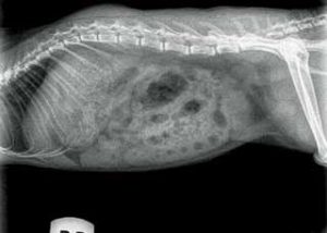 Figure 3. Right lateral abdominal radiograph of the chinchilla. Normal study.