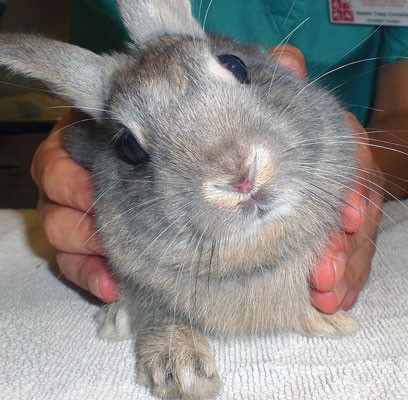 Blood testing for E cuniculi in rabbits