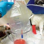 Figure 6. Measuring urine output using a closed collection set – important for assessing postobstructive diuresis.