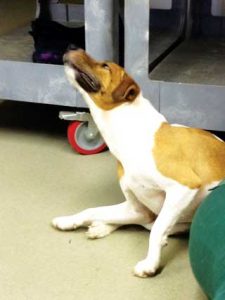 Figure 1. Pruritus can manifest in various ways, including scratching and licking, and can seriously impair patient and client quality of life.