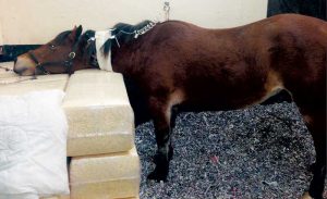 Figure 4. Seasonal pasture myopathy case being supported due to marked neck weakness causing head swelling.