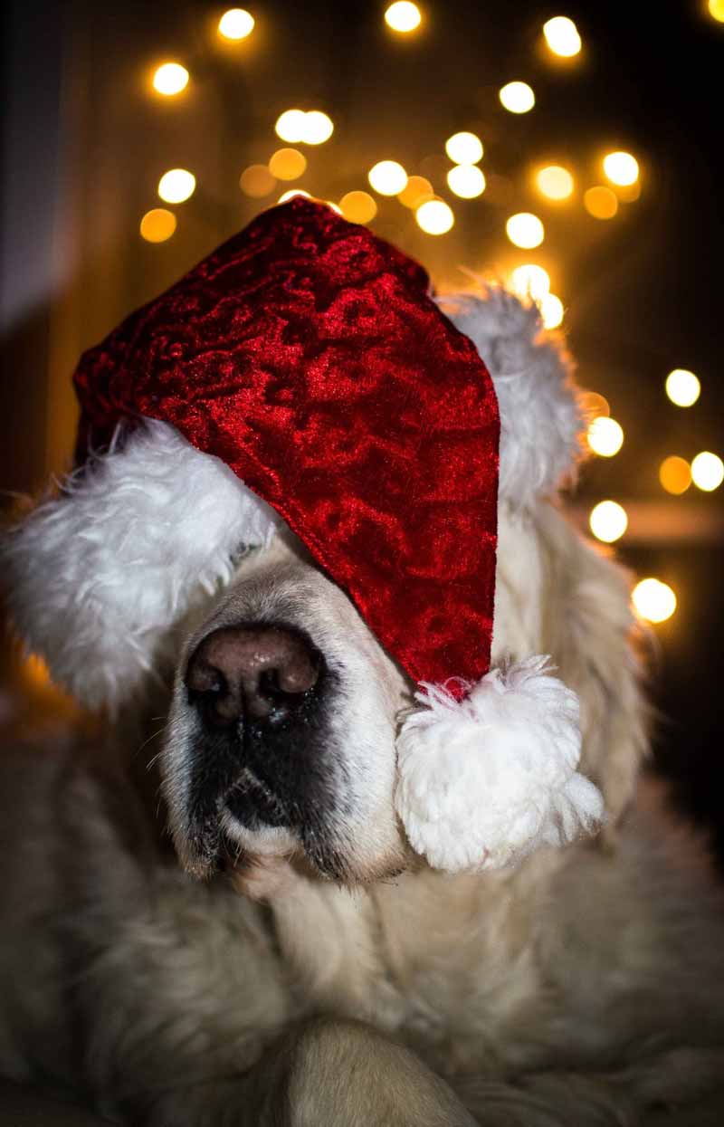 Festive threats to four-legged family members