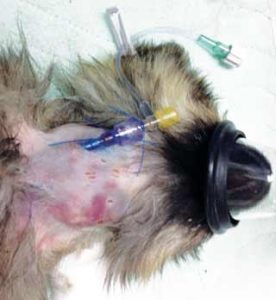 Figure 2. Closeup of jugular catheter.
