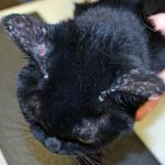 Figure 3. Alopecia, crusted papules and circular ulcerative lesions on the convex pinnae of a cat with mosquito bite hypersensitivity. Image: S Warren.