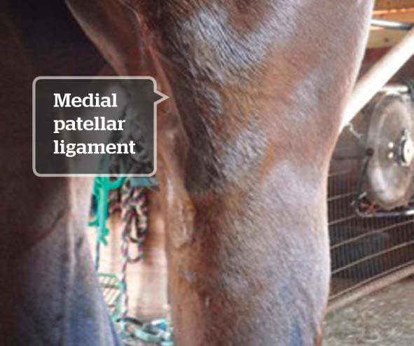 Unusual Gait Abnormalities Affecting An Equine Musculoskeletal System Unusual Gait Abnormalities Affecting An Equine Musculoskeletal System