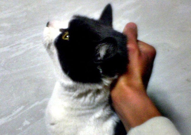 To scruff or not to scruff – do we handle cats well?