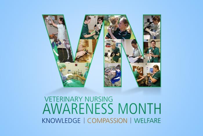 RVN awareness: promoting the profession
