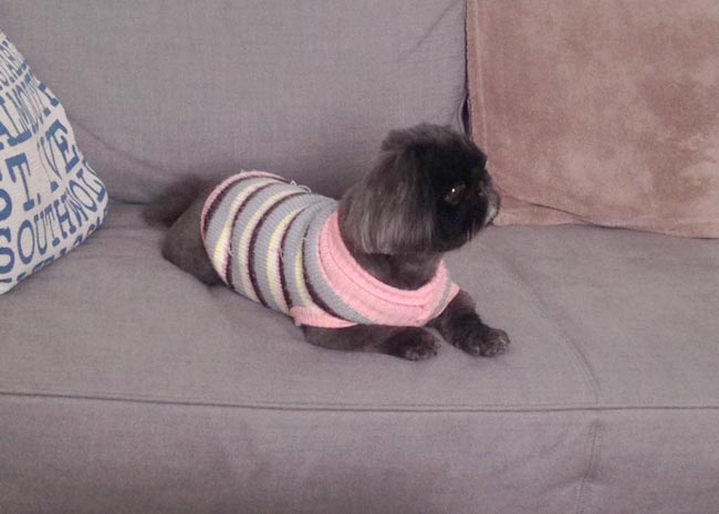 Crufts and conformation: a confession