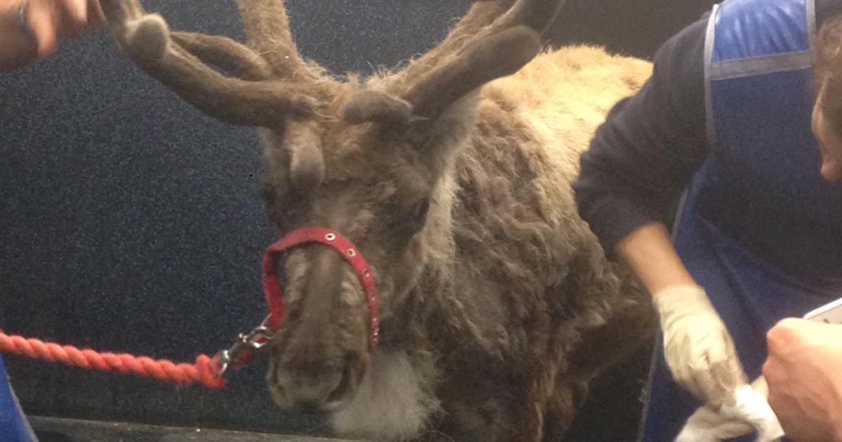 How to anaesthetise a reindeer