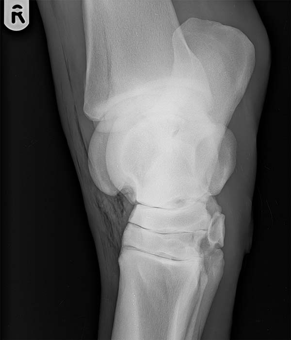 Figure 4. Dorsomedial-palmarolateral oblique radiograph of the tarsus following wounds in this region. Linear gas lucencies are superimposed over the soft tissues and a single lucency is superimposed over the craniodistal tibia – this can mimic a fracture line.