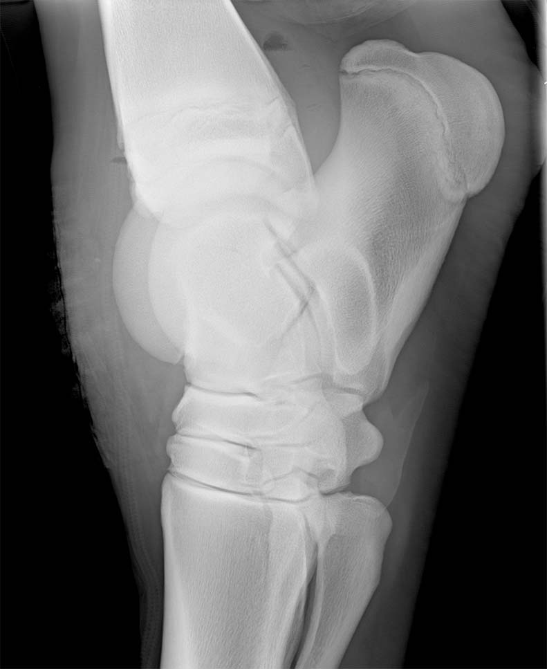 Figure 5. Lateromedial radiograph of the equine tarsus. Note small gas caps superimposed over the soft tissues – these are within the proximal recesses of the tarsocrural joint and may indicate synovial contamination, if performed prior to synoviocentesis. Also note the diffuse soft tissue swelling.