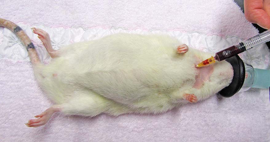 Figure 5. The cranial vena cava is used for blood collection in a rat. In species with a developed clavicle, the needle is inserted between the clavicle and the first rib.