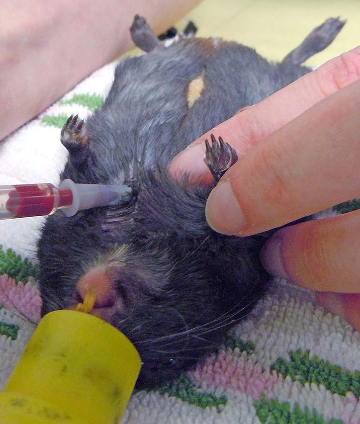 Figure 7. The cranial vena cava is used for blood collection in a gerbil. In species with a developed clavicle, the needle is inserted between the clavicle and the first rib.