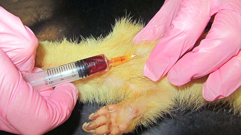 Figure 8. The cranial vena cava is routinely used in ferrets.