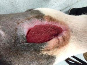 Timeline from the initial injury to Jasper on the mend: 12 November.