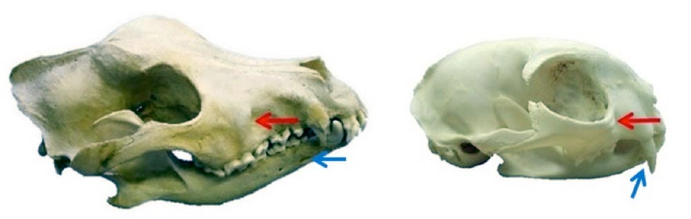 Figure 1. Representation of the location of the infraorbital foramen (red arrow) and mental foramen (blue arrow) in a mesocephalic dog (left) and a cat (right) skull, which can be palpated with ease on the live patient. Note, in a cat, the foramen is typically positioned more towards the rostro-dorsal aspect of the zygomatic arch rather than halfway between the zygomatic arch and the root of the ipsilateral canine tooth.