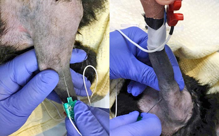 Figure 5. A radial, ulnar, medial and musculocutaneous block is performed using two injection sites. (5a) On the lateral aspect of the limb between the heads of the triceps and the brachialis muscle. (5b) On the medial aspect of the limb close to the site of the brachial artery.