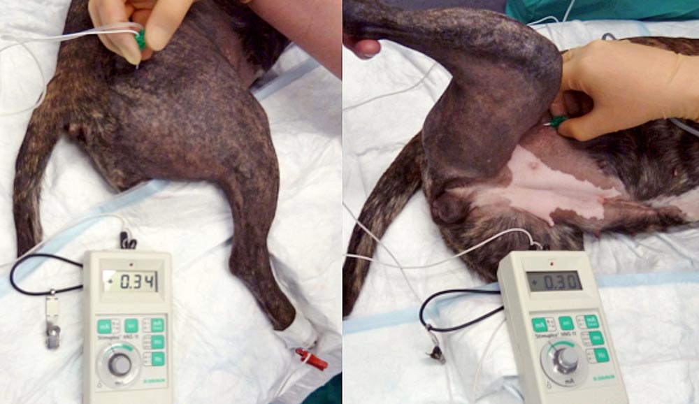 Figure 7. A sciatic block (7a) is performed by inserting the needle in the palpable dip between the ischiatic tuberosity and the greater trochanter, while the femoral block (7b) can be approached in the inguinal area. The femoral pulse can be palpated in the femoral triangle and the nerve runs just cranial to the artery.