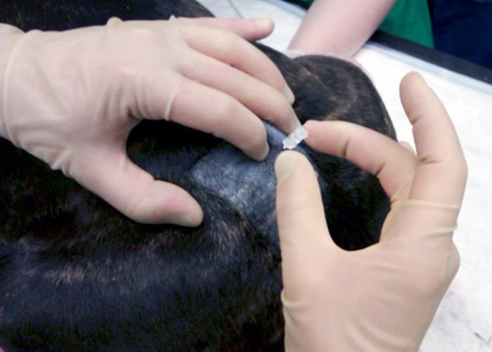 Figure 8. A dog positioned in sternal recumbency for extradural injection. The needle is inserted into the lumbosacral space, which is shown being palpated with the index finger of the left hand.