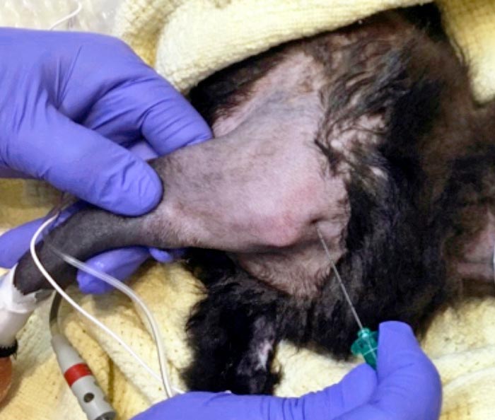 Figure 6. The site of injection for a brachial plexus block is slightly cranial and dorsal to the point of the shoulder. The needle is advanced just medial to the scapula, inserting no further than the level of the first rib.