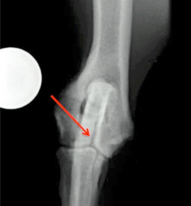 Figure 2. Craniocaudal radiograph of the right elbow showing the presence of a humeral condylar fissure.