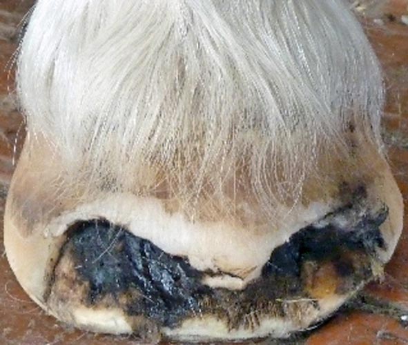 Figure 5. Seedy toe.