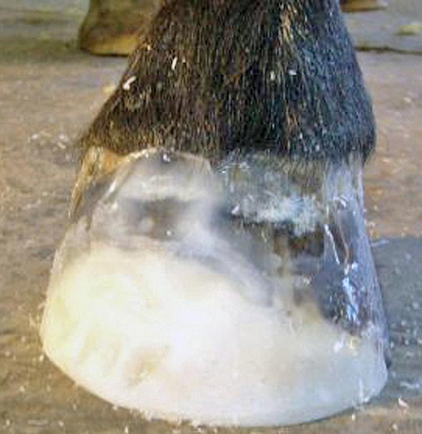 Figure 6. An acrylic patch used to fill the defect.