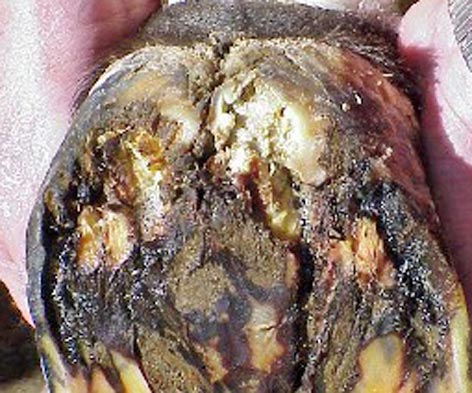 Figures 8 and 9. Canker has a foul, necrotic odour and the presence of granulation-like tissue that bleeds easily on manipulation.