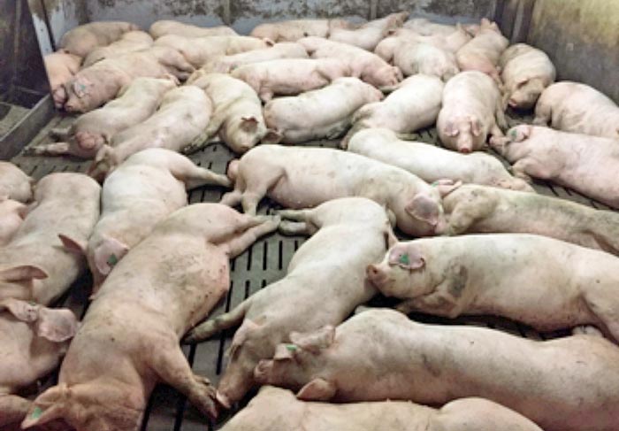 Stocking density influences respiratory prevalence.