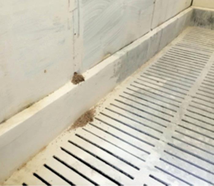 Insulation being removed by rodents is evident in the cleaned room.