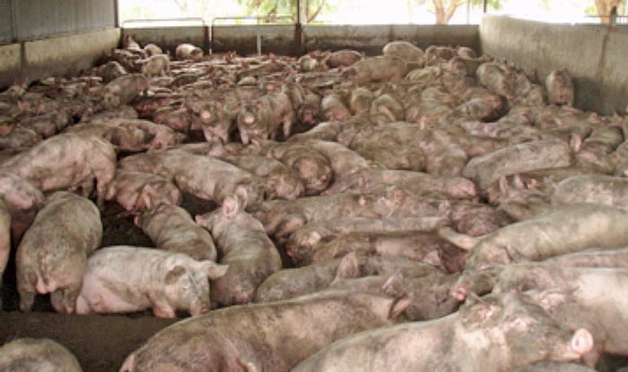 Over-stocking is one of the four classical mistakes in finishing pig flow.