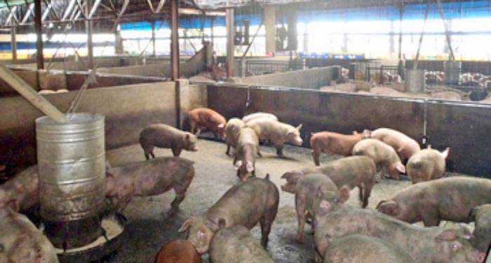 Under-stocking is another mistake in finishing pig flow.