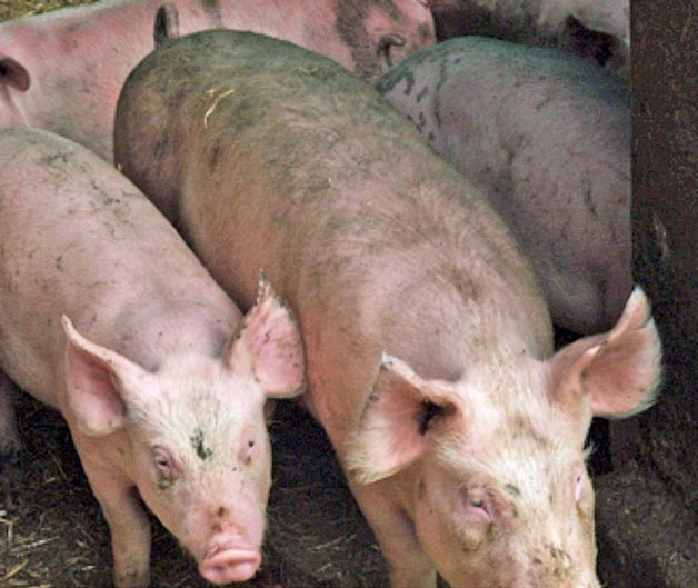 Having pigs of variable age is another mistake in finishing pig flow.