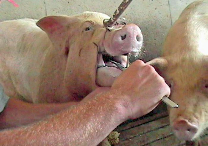 Taking a sample directly from the respiratory tract using a gag to open the mouth.