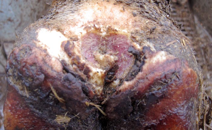 The physical effects of digital dermatitis.