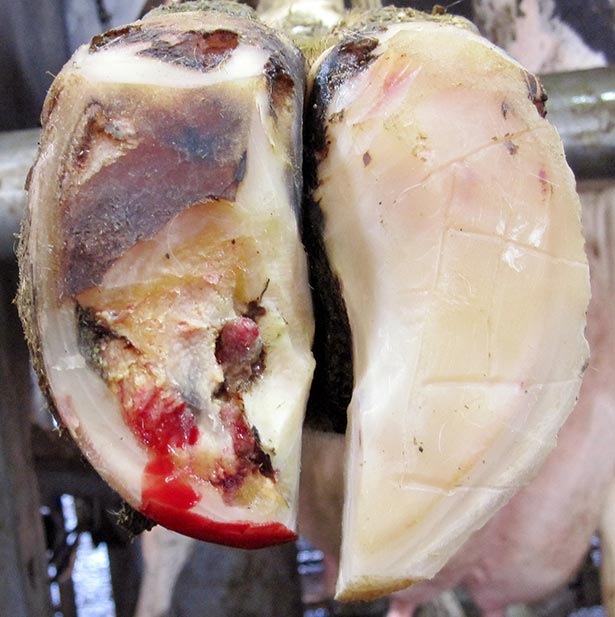 Damage caused by a sole ulcer.
