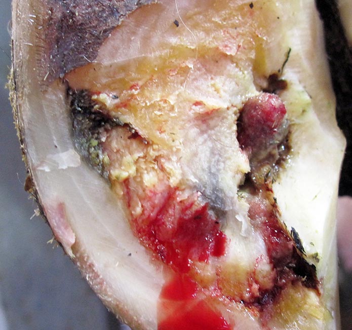 damage caused by a sole ulcer.