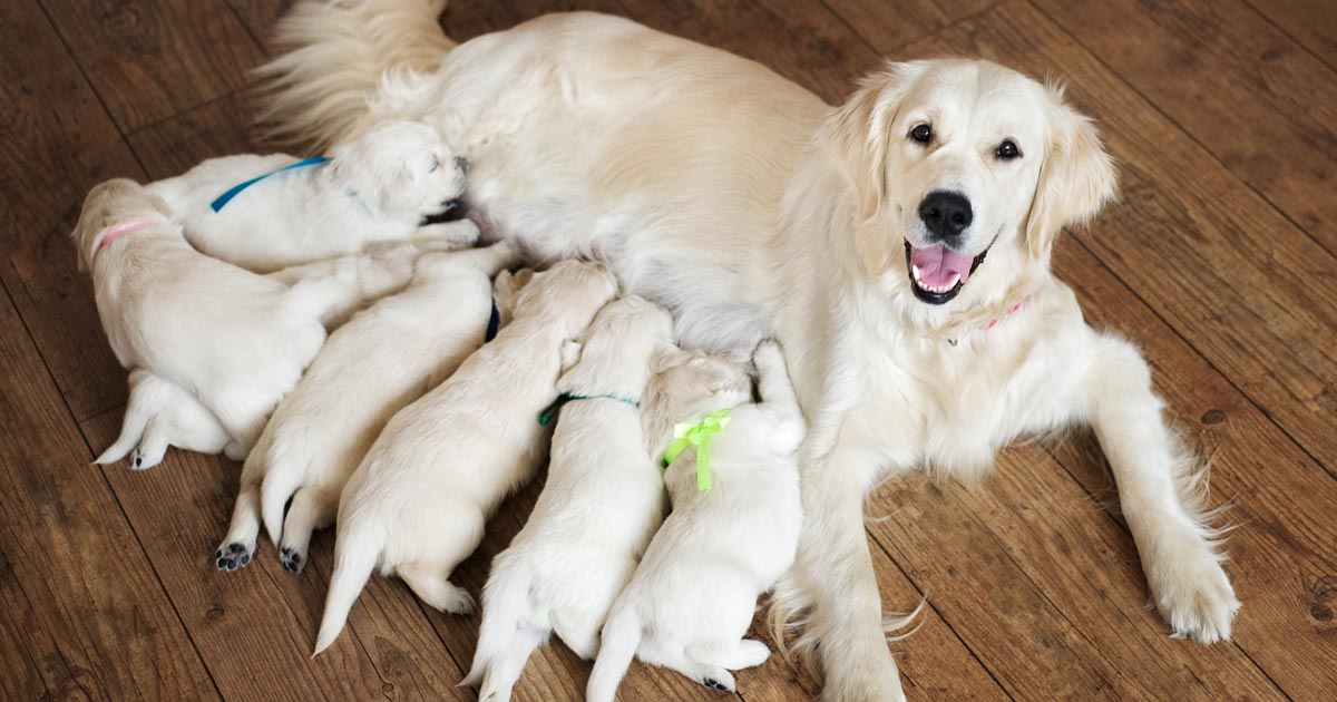 Mum with puppies.