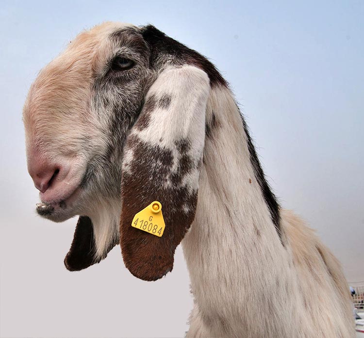 Figure 1b. Najdi goat, considered beautiful in much of the Middle East. Image © Alexey Sergeev
